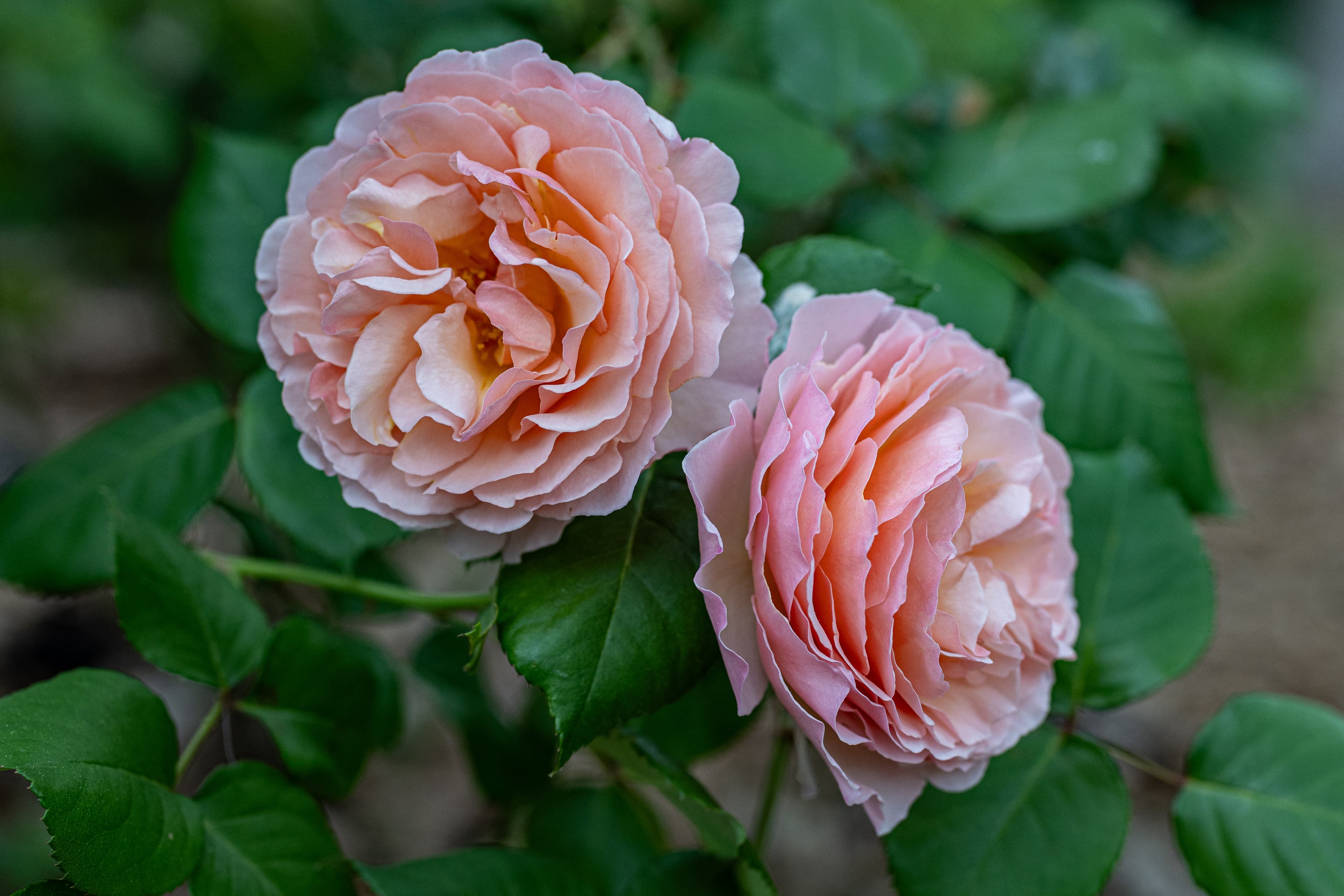 Pink cupped blooms of Princess de Charlemagne Bourbon rose