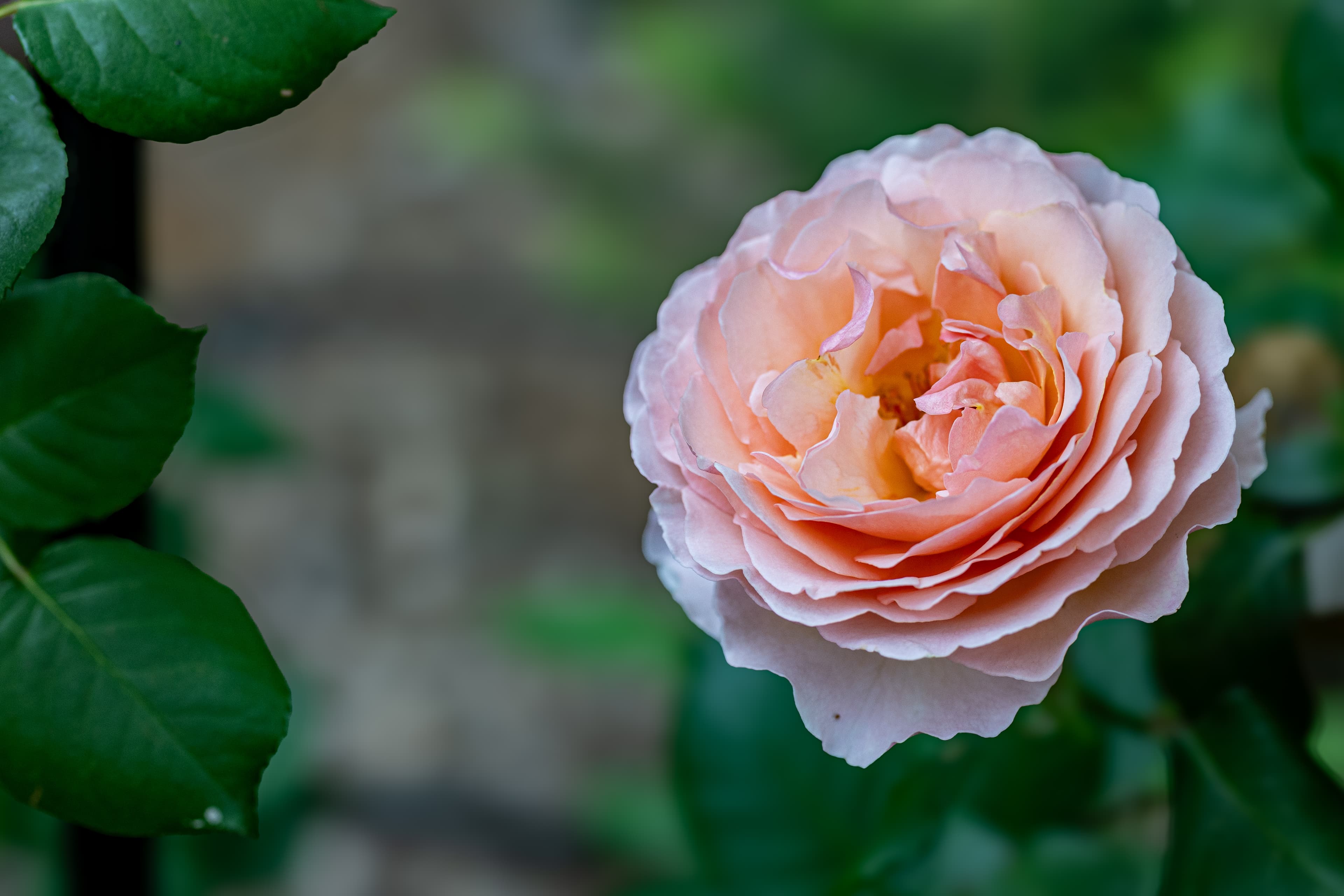 Chickens at The Manor on Banner