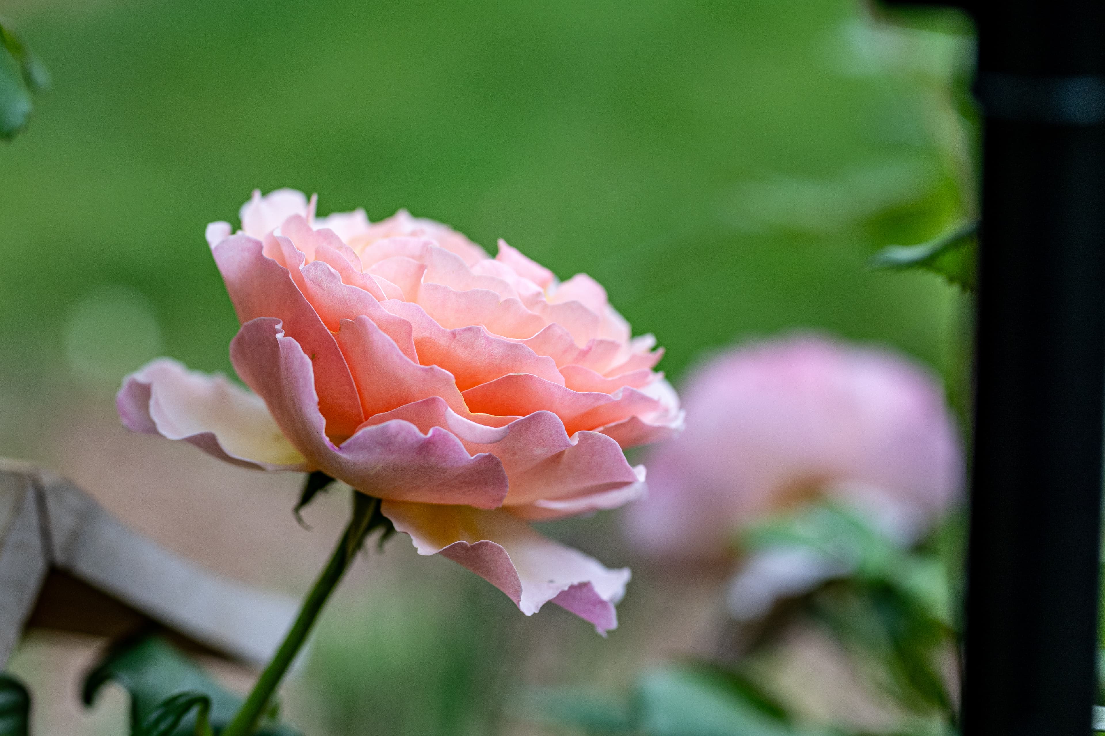 Princess de Charlemagne is a Bourbon rose