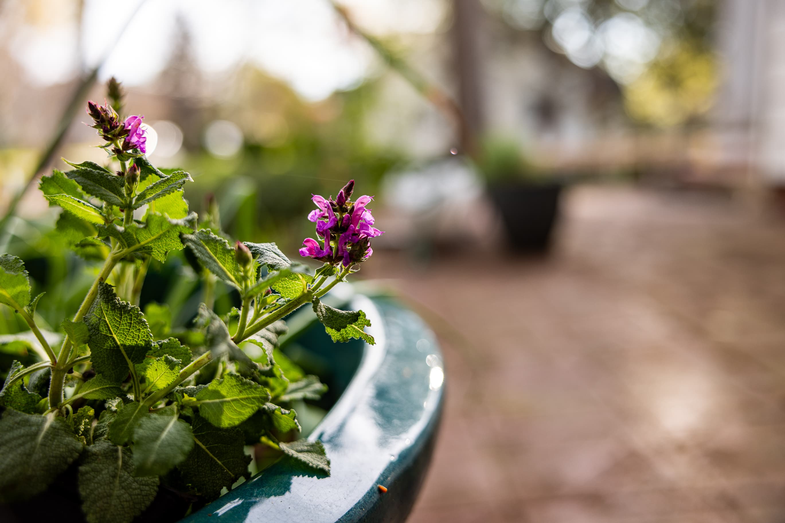 Salvia at the Manor on Banner