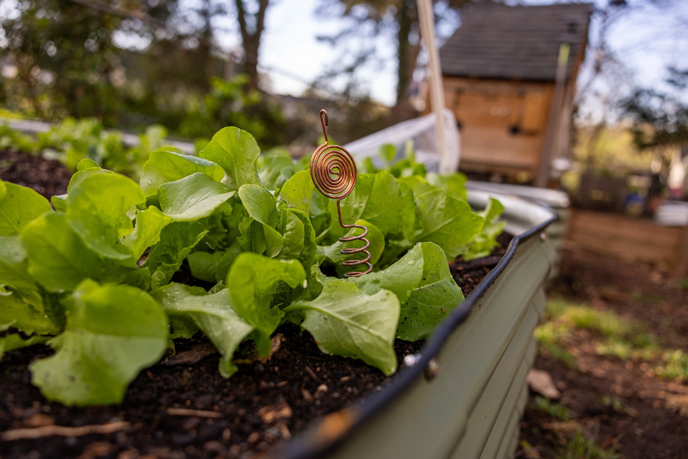 Lettuce in garden