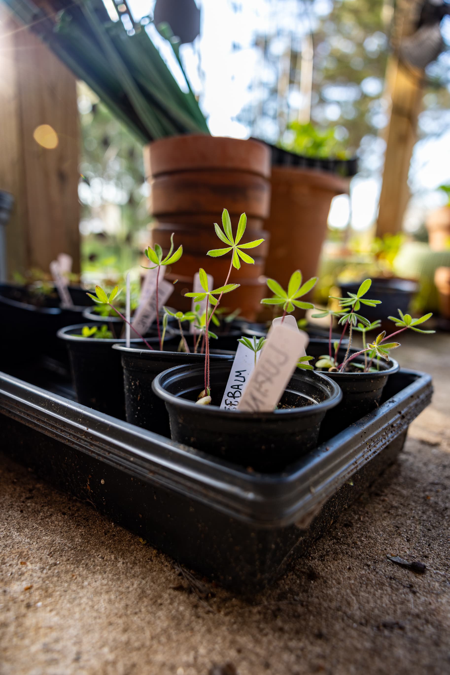 Plants in plant pots